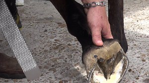 Watch Hank Chisholm, CJF answer a question about running the #rasp while he is showing the circular motion using the new #Bellota Top Level Rasp. Footage from recent Alvin Farrier Supply Spring Clinic held in #Alvin, #Texas. | Farrier Product Distribution, Inc.