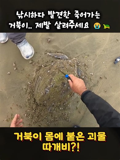 낚시하고 돌아오다 죽어가는 거북이를 구해줬습니다. #거북이구조 #생명구조 #낚시 #감동주의 #바다살리기 #동물보호 #꿀팁 #fyp #추천