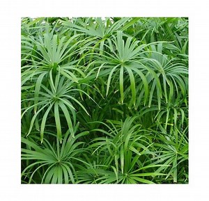 Papyrus à feuilles alternes