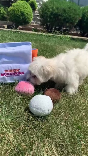Spoiling my Havapoo Puppy with Dunkin Donuts Toys!