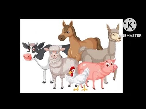 Animals and their homes | Animals home | Home of animals | Animal homes | Animal shelter for kids