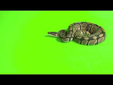 Free Green Screen - Snake Bite ‪@ricospassmusic‬ #freeuse #freegreenscreen #greenscreeneffects