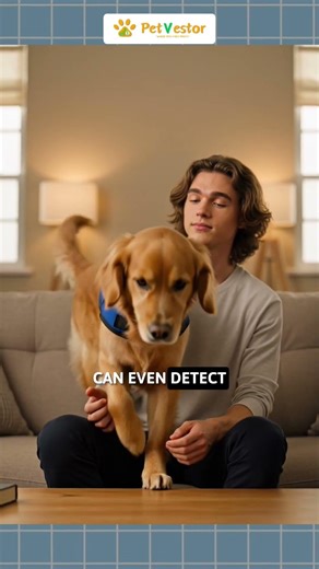 How Dogs Know When You’re Sick 🐶👃