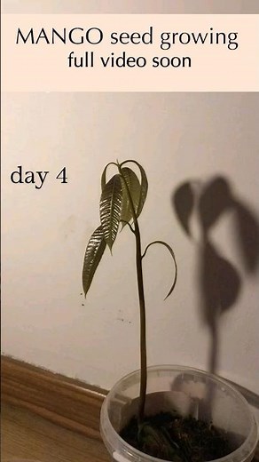 time lapse for 1 month , mango tree growing