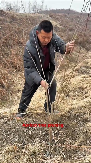 How to prune apricots trees for maximum growth #satisfying #pruning #shorts