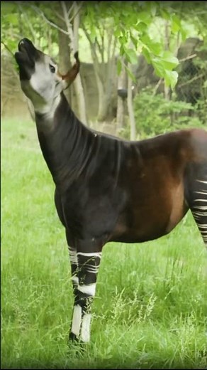 This Animal Is a Mix of a Zebra and a Giraffe!