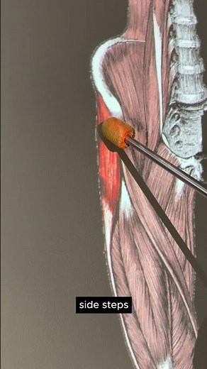 Tensor Fasciae Latae #kinesiology #anatomy #anatomyshorts #anatomystudy #biomechanics #biology