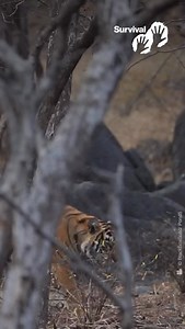 1.3K views · 55 reactions | Im Namen des sogenannten Naturschutzes...