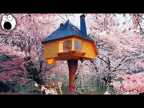 The Coolest Treehouses In The World
