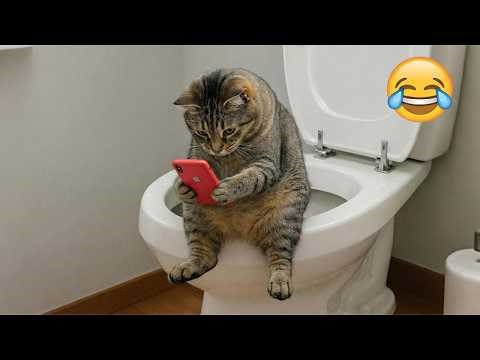 Cats Doing the Strangest Things 😹 | Funny Cat Moments