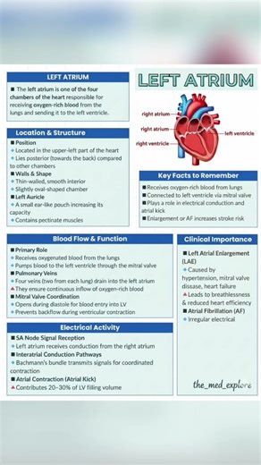 #LeftAtrium #Anatomy #MedicalStudent#Physiology #MedicalEducation#HeartHealth #TheMedexplorers