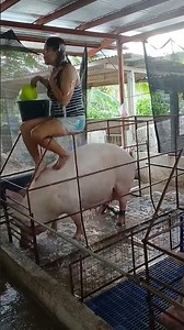 My Daily Life in a Pig Farm | Real Village Farming 🐷 #PigFarm #VillageLife #PigFarming