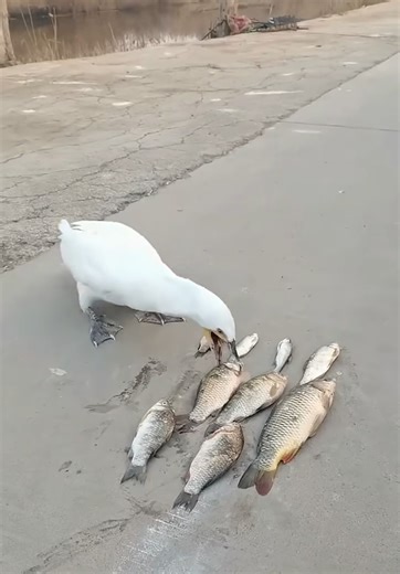 19M views · 25K reactions | Hungry pelican and his dinner | Handy Dandy | Facebook