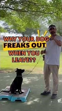 How to Stop Your Dog’s Separation Anxiety with Calm Structure