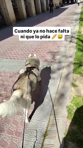 Conoce a nuestro divertido Husky y su amor por la comida