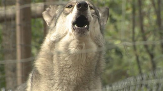 16 confirmed wolf depredation cases so far in 2026, wildlife officials say