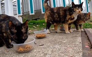 长得乱七八糟的流浪三剑客跟我喵喵要吃的