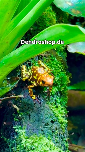 162 reactions | #terrarium #pfeilgiftfrösche #regenwaldterrarium #beregnungsanlage #dendroshop #rainforest #dartfrogs #beregnung | Dendroshop-Terraristik | Facebook