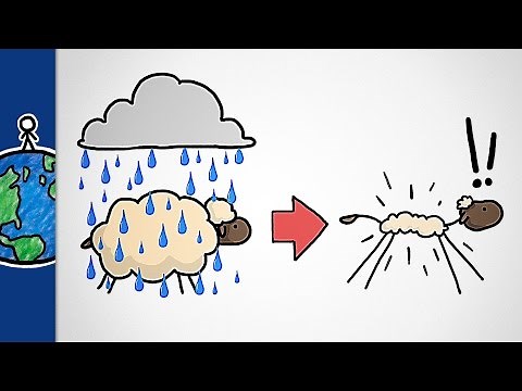 Why Don’t Sheep Shrink In The Rain?