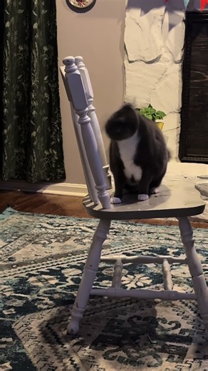 Hilarious Cats Compilation: Silly Moments That Will Make You Laugh