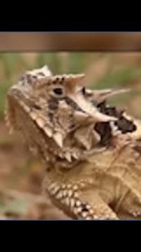 Great horny toads! Threatened lizards get boost in Mason County