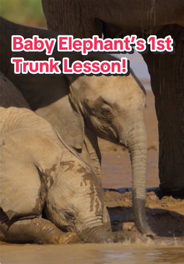 Baby elephant’s first trunk lesson! #elephant #parenthood #wildlife #babyelephant #pbs