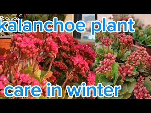 Kalanchoe plant care in winter # bimala sunuwar