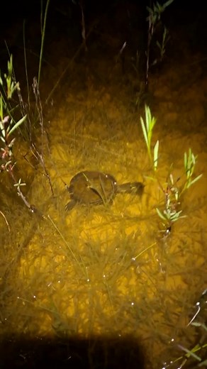 A young Eastern Chicken Turtle that Ben found roaming a shallow pond, likely out hunting dragonfly larvae & treefrog tadpoles. Chicken turtles have very long necks when compared to other North American turtles, and this trait becomes a bit more noticeable when they're swimming. #OrianneSociety #BenStegenga #FieldNotes #LongleafSavannas #turtle #chickenturtle #herps | The Orianne Society