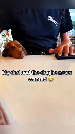 Sincere Love Between Dogs and Humans