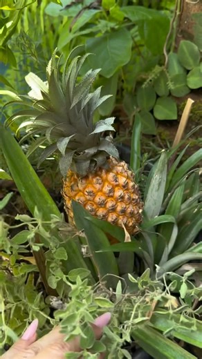 Elena Popova on Instagram: "Как вырастить ананас на подоконнике"