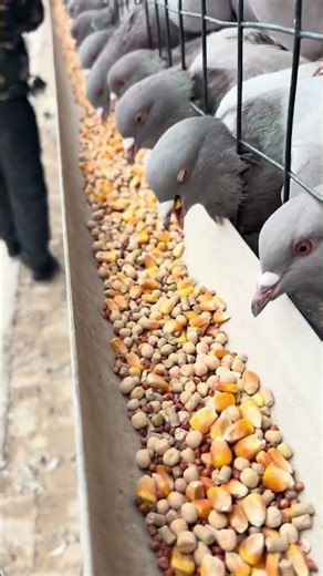 Expert breeders in the community: documenting breeding practices; author support program;