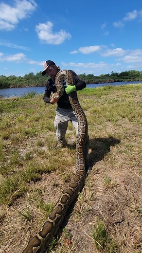 Kev Pav | The growth rate of the Burmese Python is nothing short of INCREDIBLE! Babies average 26inches in length and in 15 to 20 years could reach... | Instagram