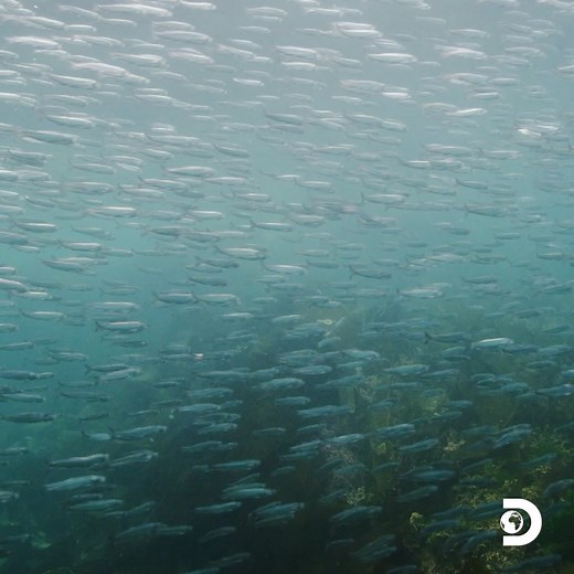 The cycle of life on Earth is beautiful. Explore the wonders of the Pacific herring spawn with wildlife filmmaker and photographer, Ryan Wilkes, in honor of Earth Day! 🌎 #DiscoveryCollab #HappyEarthDay #VancouverIsland #EarthDay | Discovery