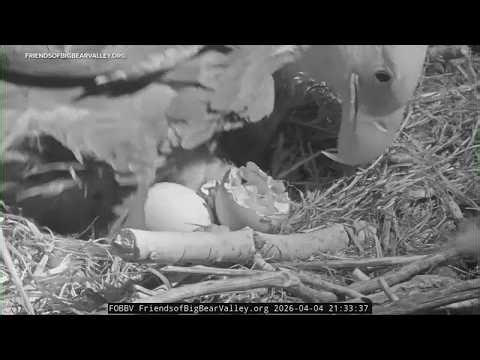 Big Bear bald eagles Jackie and Shadow’s first eaglet hatches, second expected soon