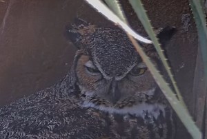 LIVE Cam: Athena’s owlets take a tumble at Wildflower Center