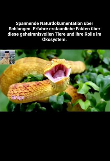 Geheimnisvolle Welt der Schlangen
