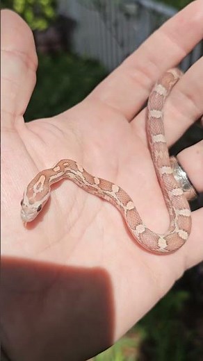 First Lavender corn snake ever produced by DGB Exotics! She's so sweet, definitely a keeper