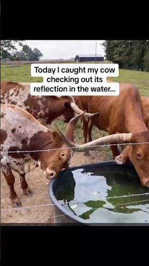 Cows Doing the Most Unexpected Things! 🤣 #FunnyShorts