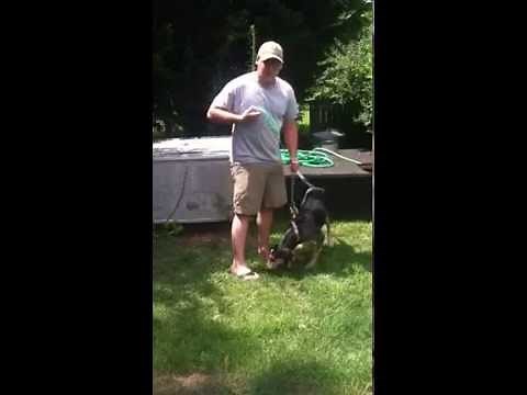 How to teach a dog to load