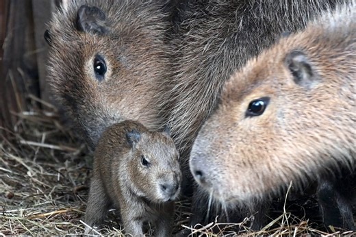 Rīga Zoo wants your baby capybara names