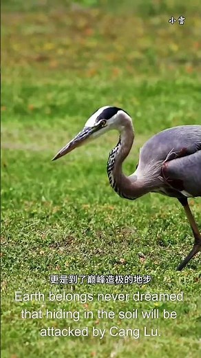 Heron Hunting Skills | Deadly Predator of Wetlands