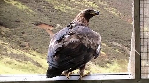 Watch a golden eagle being released into the wild