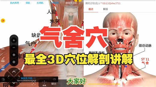 【气舍穴】穴位解剖——胃经穴・理气宽胸穴——3D讲解穴位位置、主治范围及原理、激痛点解剖、扎法演示——天下明医平台简灵奇针尹振汉讲解