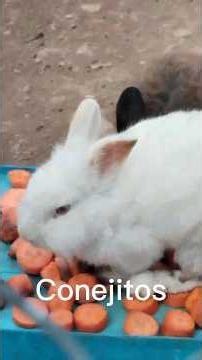 están hermosos los animalitos