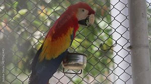 Cute big red Macaw parrot. Close Up of wild red blue and yellow Macaw bird. The beauty of parrot colors. Beautiful Footage.