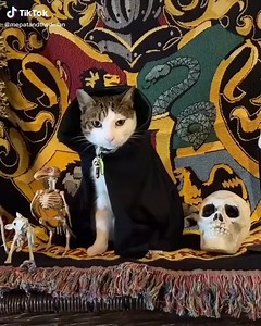 8.6K views · 175 reactions | Snape Snape Severus Snape song by...