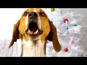 CANINE CHRISTMAS CAROLING "SILENT NIGHT"— Orapup.com
