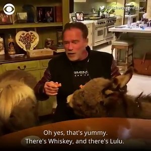 Arnold Schwarzenegger is practicing social distancing – indoors with his pet donkey and pony – and he's urging others to avoid restaurants and other crowded, public places too. "We don't go out. We don't go to restaurants... We just eat with Whiskey and Lulu." https://cbsn.ws/2WoLHdn | CBS News