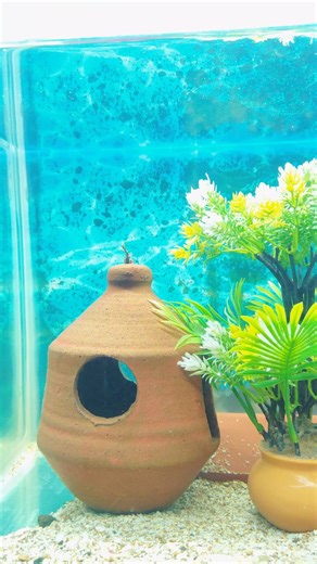 Building An African Cichlid Aquarium (The Ultimate Guide) #cichlid #viralshort