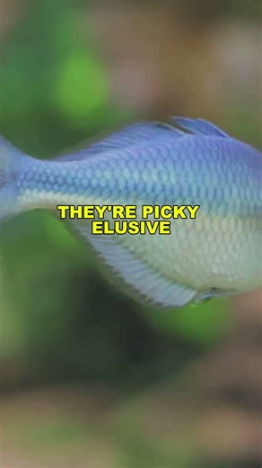 MUSKELLUNGE Secrets You Never Knew Existed! #shorts #fish #tweetylines